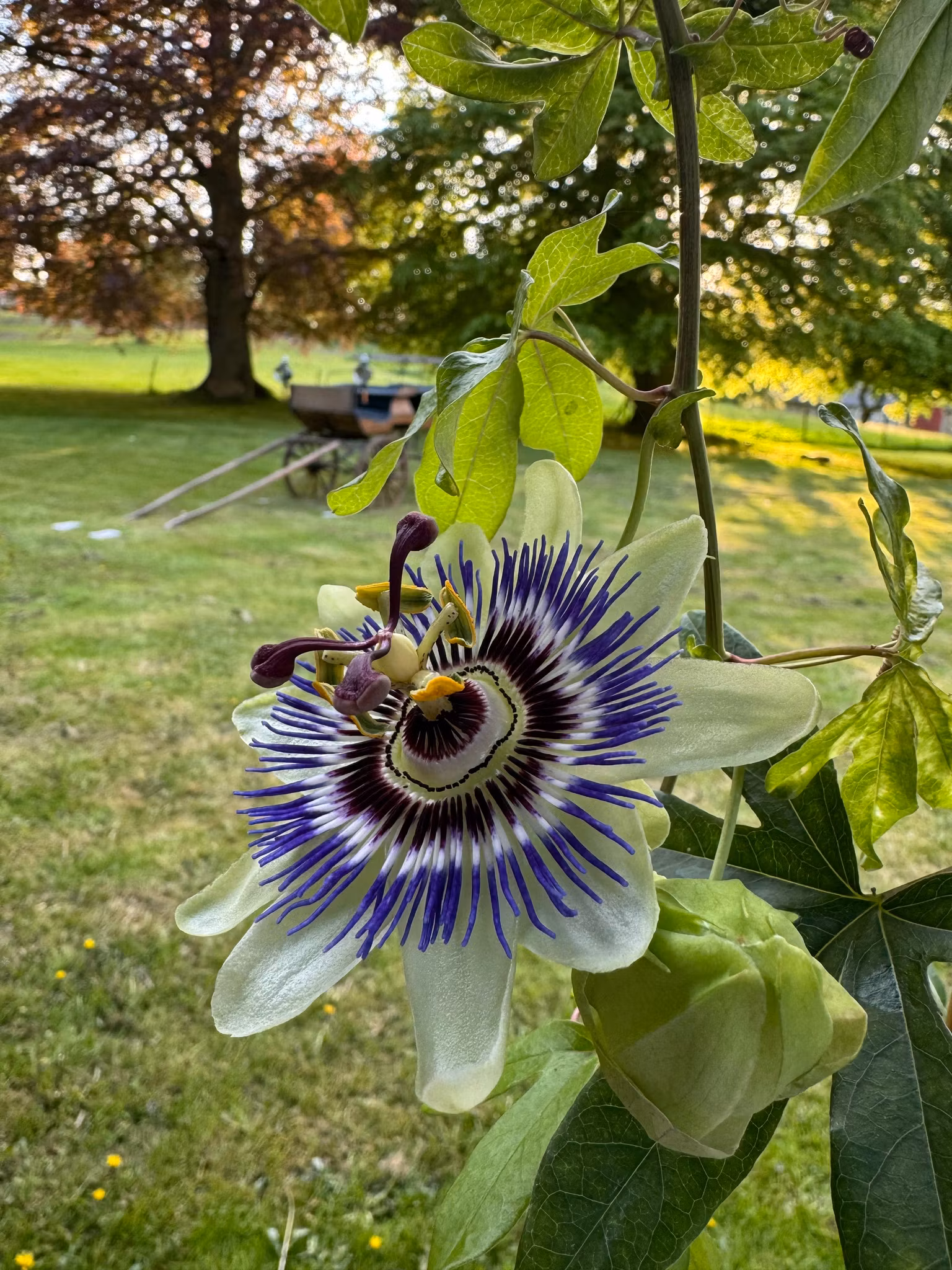 Passionsblomma/Passiflora - Caerulea