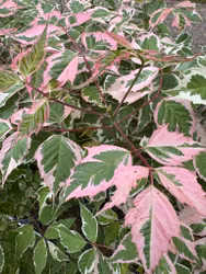 Acer/Japansk Lönn - Flamingo
