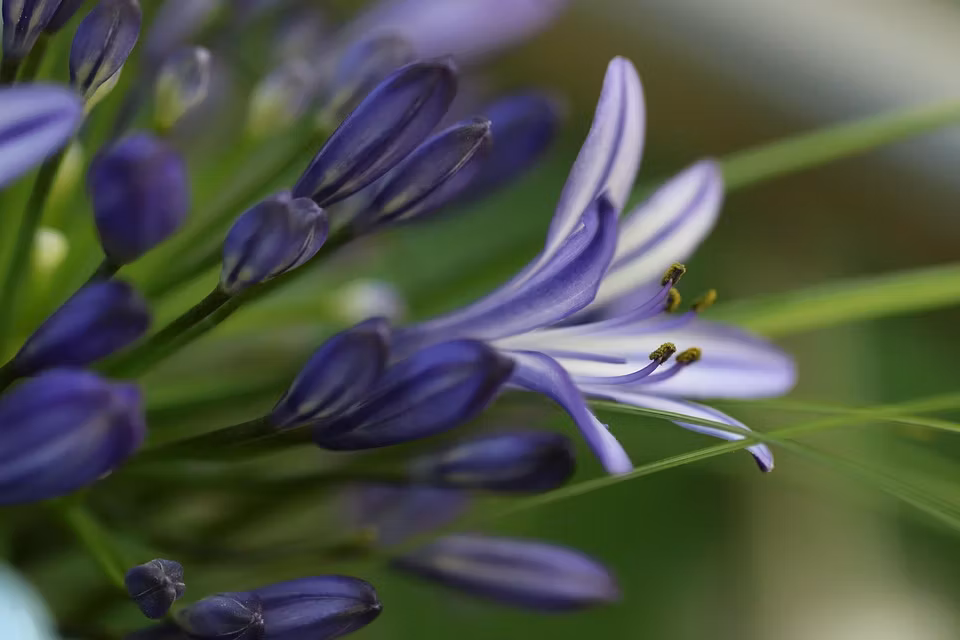Afrikansklilja/Agapanthus - Poppin Purple