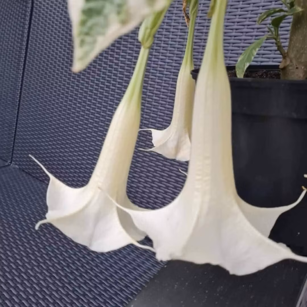 Änglatrumpet/Brugmansia - Maya