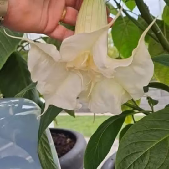 Änglatrumpet/Brugmansia - Ivonna