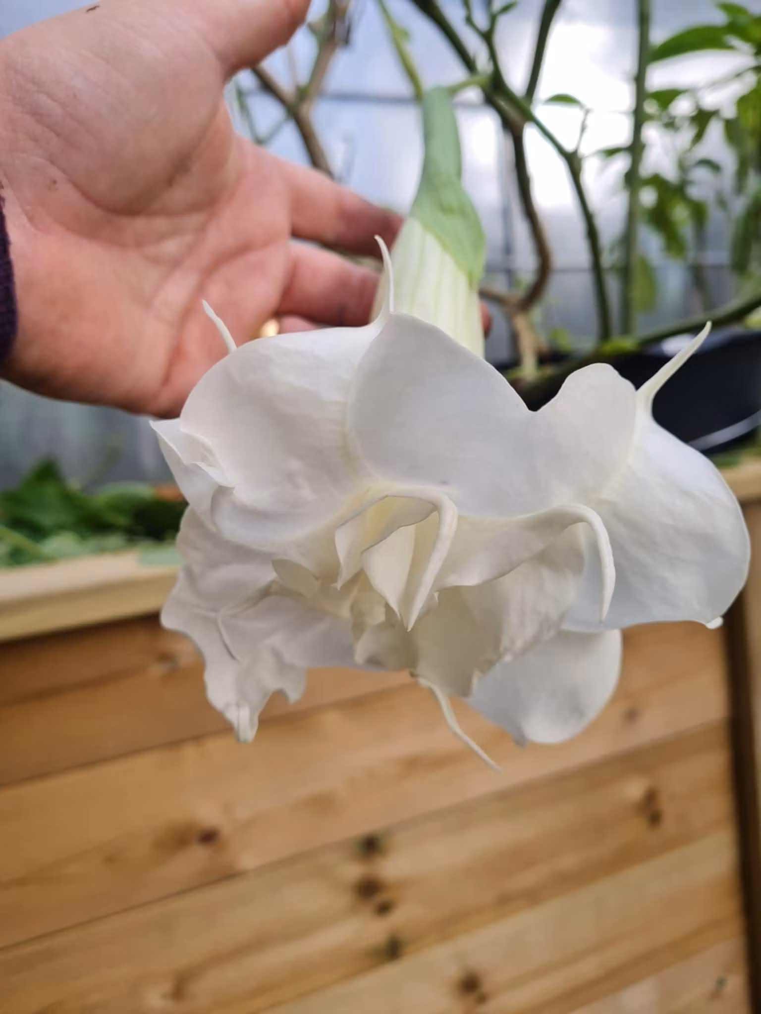 Änglatrumpet/Brugmansia - Ivonna