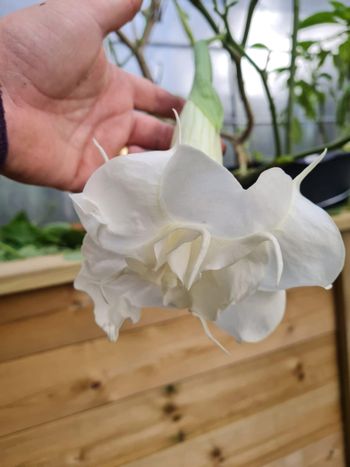 Änglatrumpet/Brugmansia - Ivonna