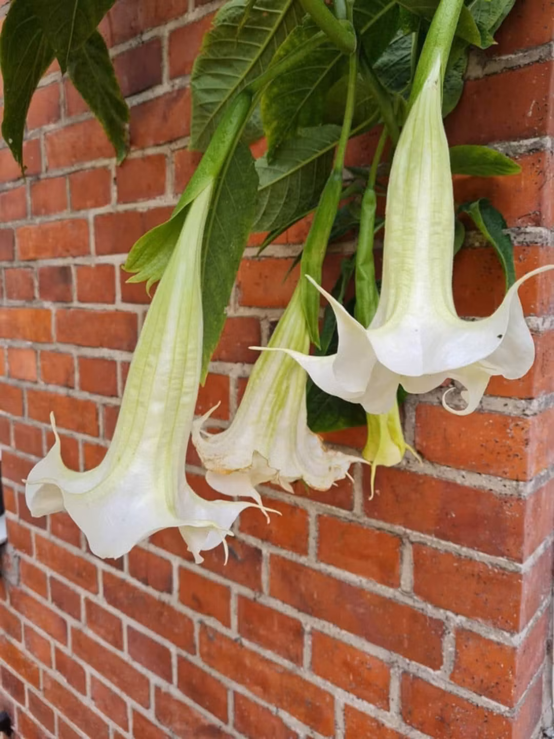 Änglatrumpet/Brugmansia - Ivonna