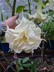 Änglatrumpet/Brugmansia - Angels Proud