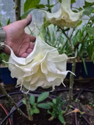 Änglatrumpet/Brugmansia - Angels Proud