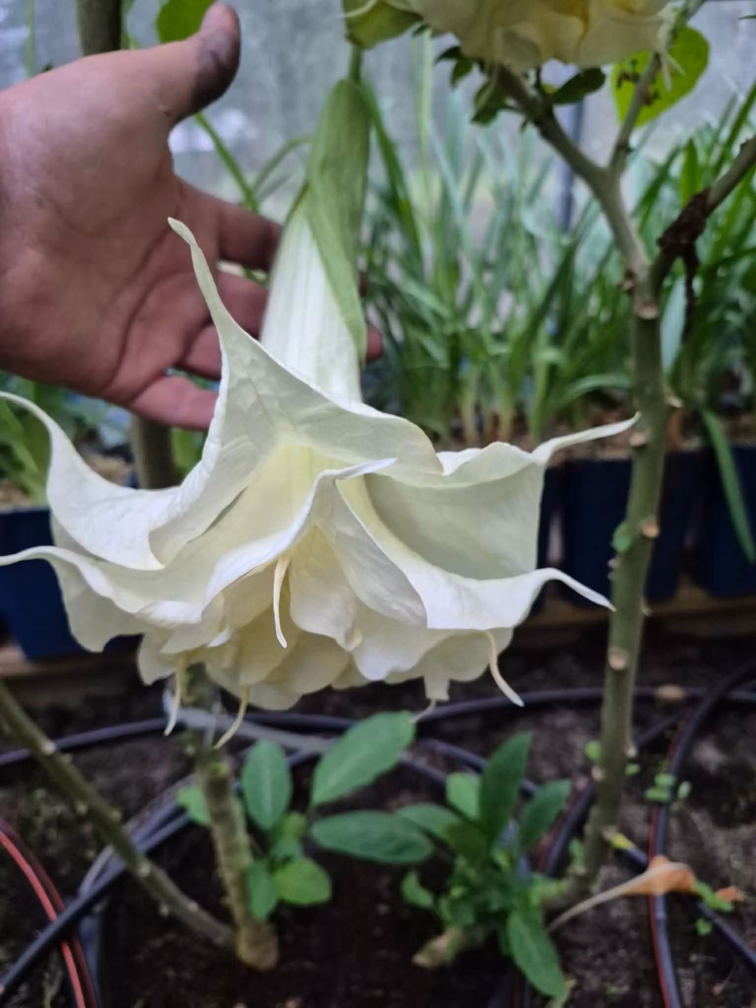 Änglatrumpet/Brugmansia - Angels Proud