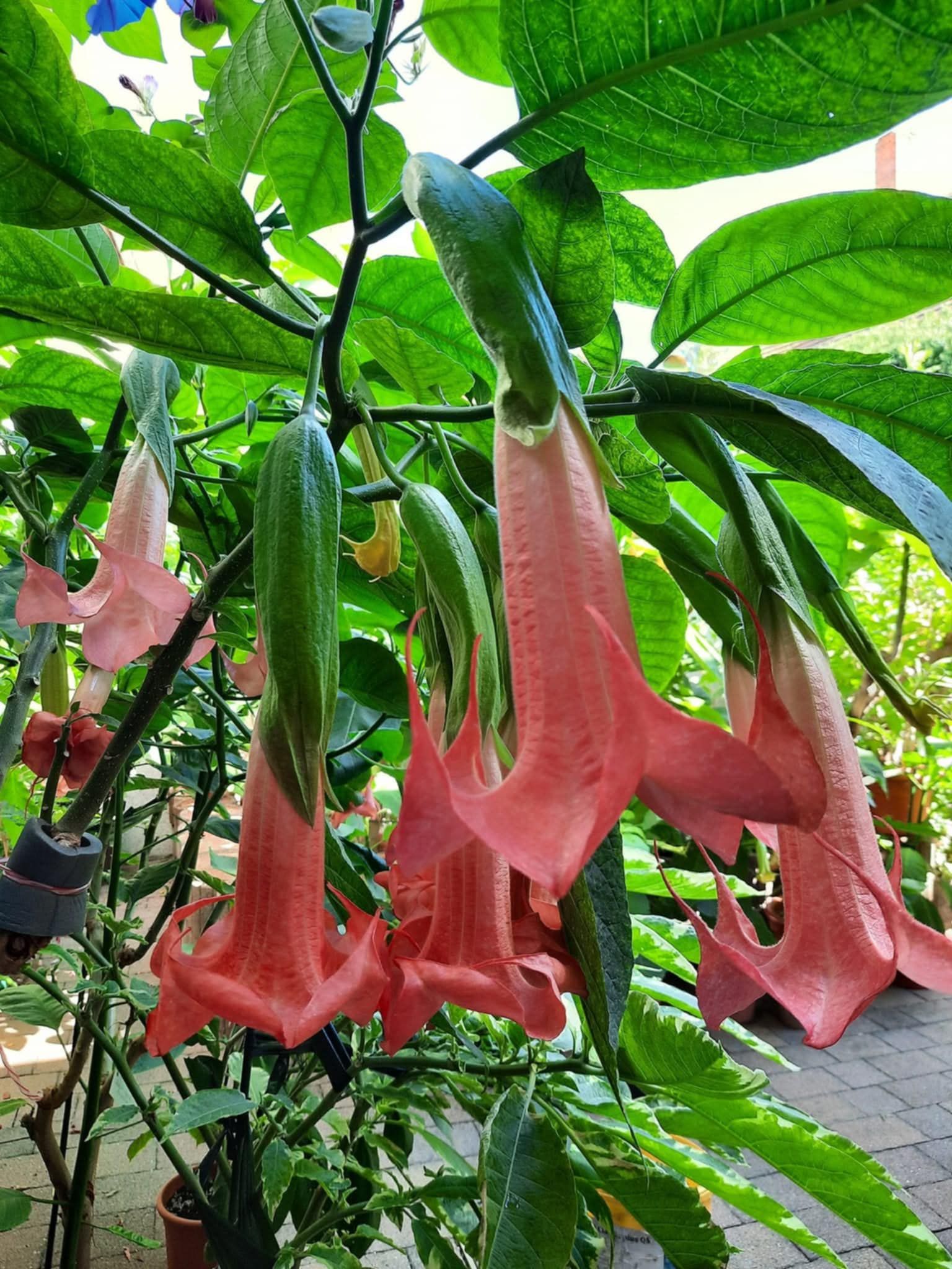 Änglatrumpet/Brugmansia - Super Spot