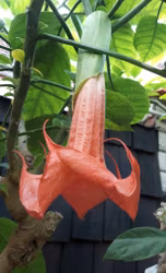 Änglatrumpet/Brugmansia - Super Spot