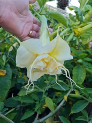 Änglatrumpet/Brugmansia - Angels Summertime