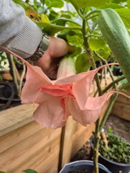 Änglatrumpet/Brugmansia - Diebsteinperle