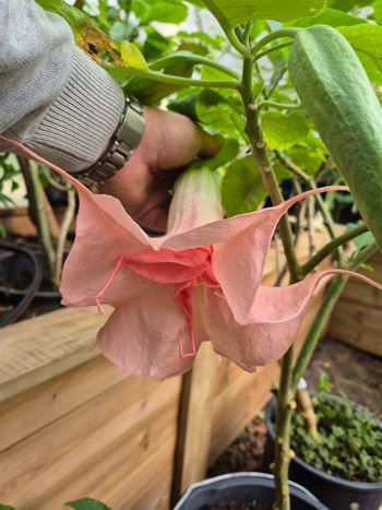 Änglatrumpet/Brugmansia - Diebsteinperle