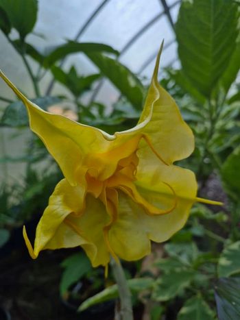 Änglatrumpet/Brugmansia - Maien Gold