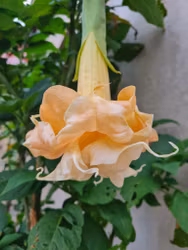 Änglatrumpet/Brugmansia - Angle Flight