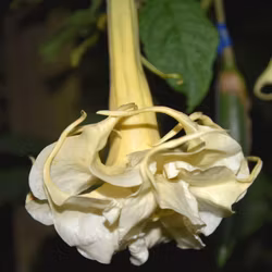 Änglatrumpet/Brugmansia - Sambadancer