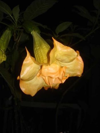 Änglatrumpet/Brugmansia - Samadhi