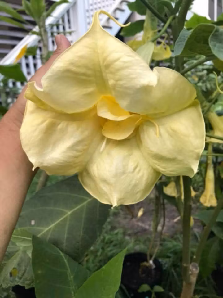 Änglatrumpet/Brugmansia - Inez Chapman