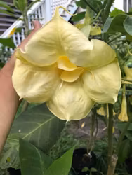 Änglatrumpet/Brugmansia - Inez Chapman