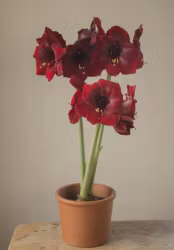 Amaryllis/Hippeastrum - Benfica