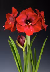 Amaryllis/Hippeastrum - Benfica