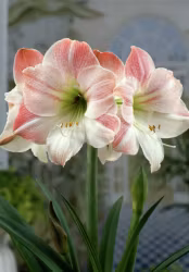 Amaryllis/Hippeastrum - Apple Blossom