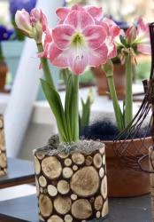 Amaryllis/Hippeastrum - Apple Blossom