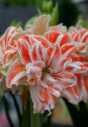 Amaryllis/Hippeastrum - Dancing Queen