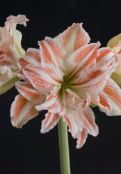 Amaryllis/Hippeastrum - Dancing Queen