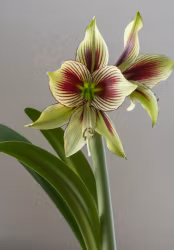 Amaryllis/Hippeastrum - Papilio