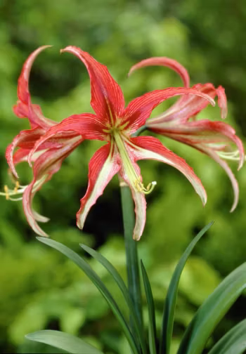 Amaryllis/Hippeastrum - La Paz