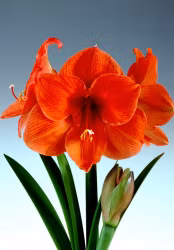 Amaryllis/Hippeastrum - Orange Souvereign