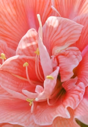 Amaryllis/Hippeastrum - Sweet Nymph