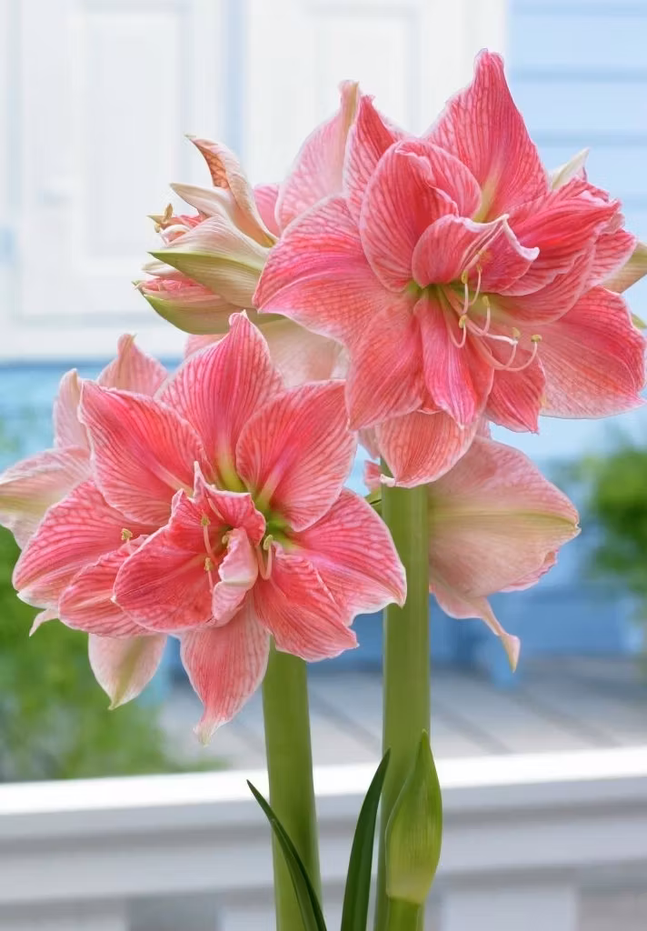Amaryllis/Hippeastrum - Sweet Nymph
