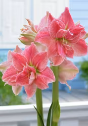 Amaryllis/Hippeastrum - Sweet Nymph