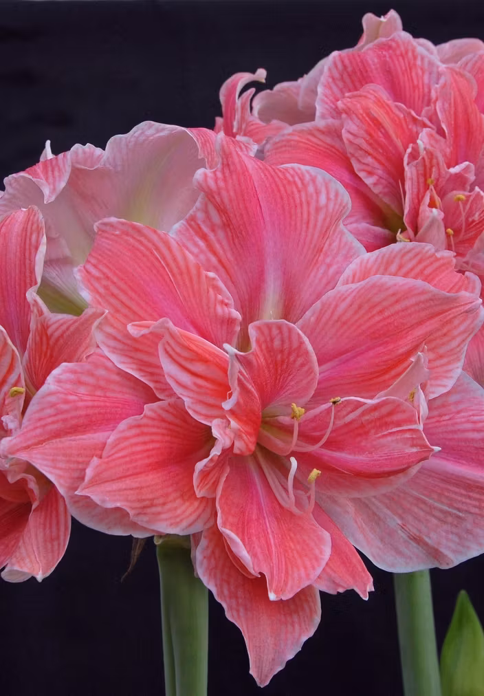 Amaryllis/Hippeastrum - Sweet Nymph