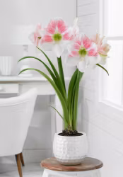 Amaryllis/Hippeastrum - Rosy Star