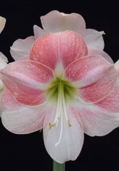 Amaryllis/Hippeastrum - Rosy Star