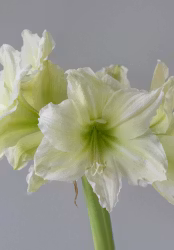 Amaryllis/Hippeastrum - Lemon Grandise
