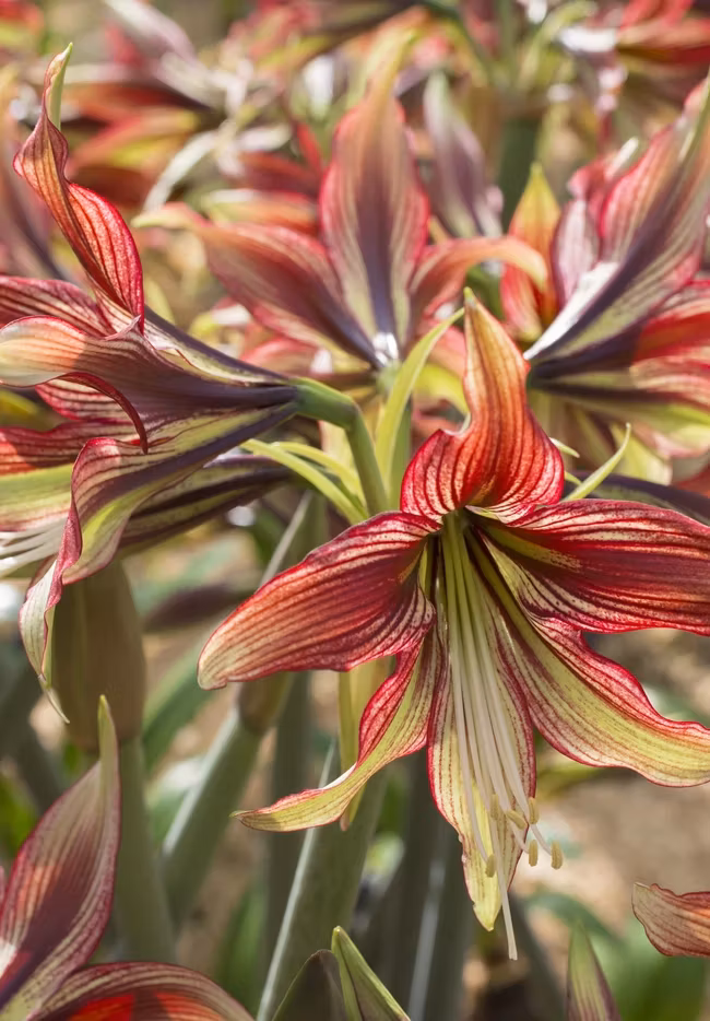 Amaryllis/Hippeastrum - Mystica