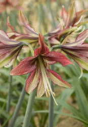 Amaryllis/Hippeastrum - Mystica