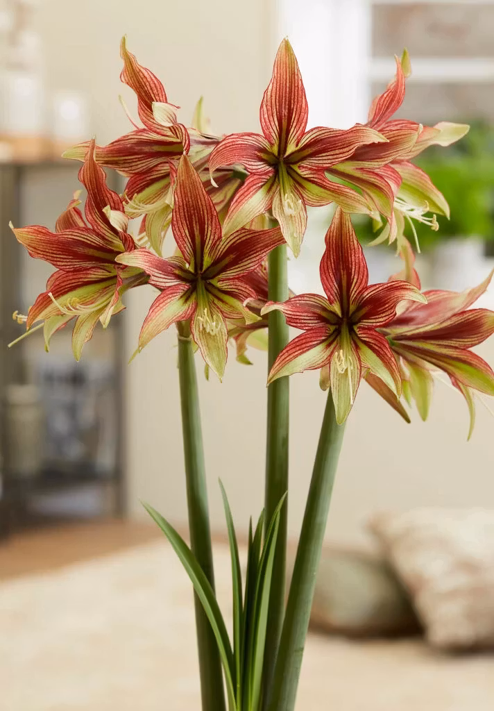 Amaryllis/Hippeastrum - Mystica