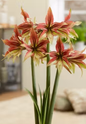 Amaryllis/Hippeastrum - Mystica