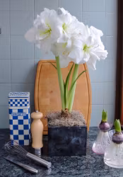 Amaryllis/Hippeastrum - White Nymph