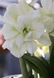 Amaryllis/Hippeastrum - White Nymph