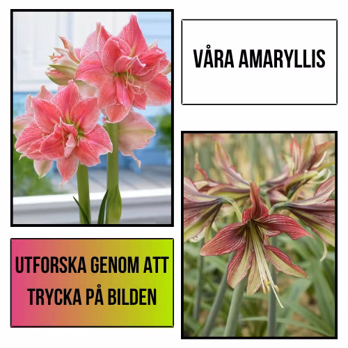 Plantansbroder