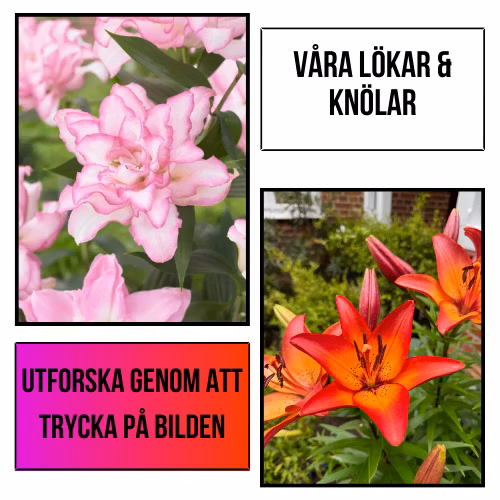 Plantansbroder