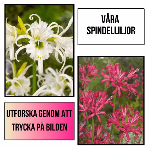 Plantansbroder