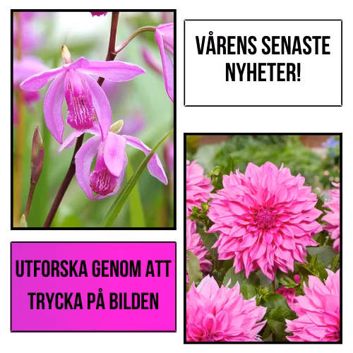 Plantansbroder