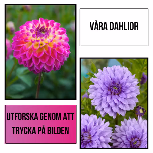 Plantansbroder