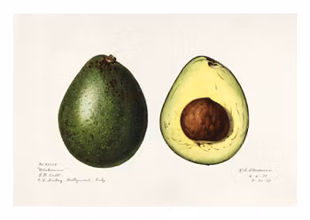 Fruktposter - Avocado (hel och i genomskärning) (Fri frakt!)